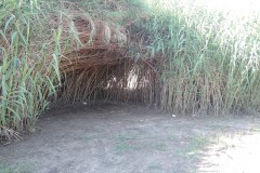 DSCN4984