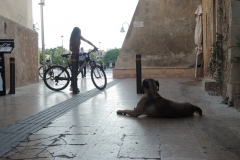 DSCN6303